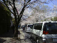 桜祭りの日には伊豆高原が一番にぎわいます