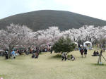 さくらの里桜祭り